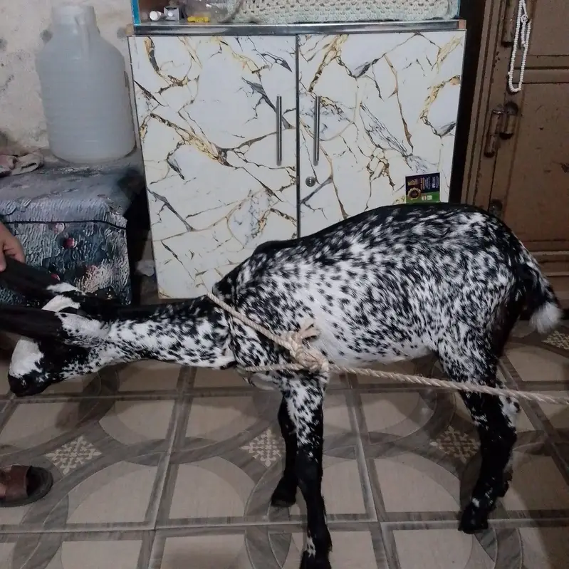 goat female — photo 5