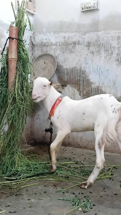 gulabi teddy pointed male