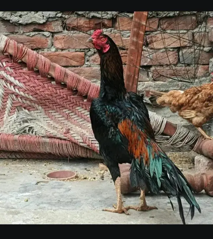 aseel chicks beautiful black — photo 7