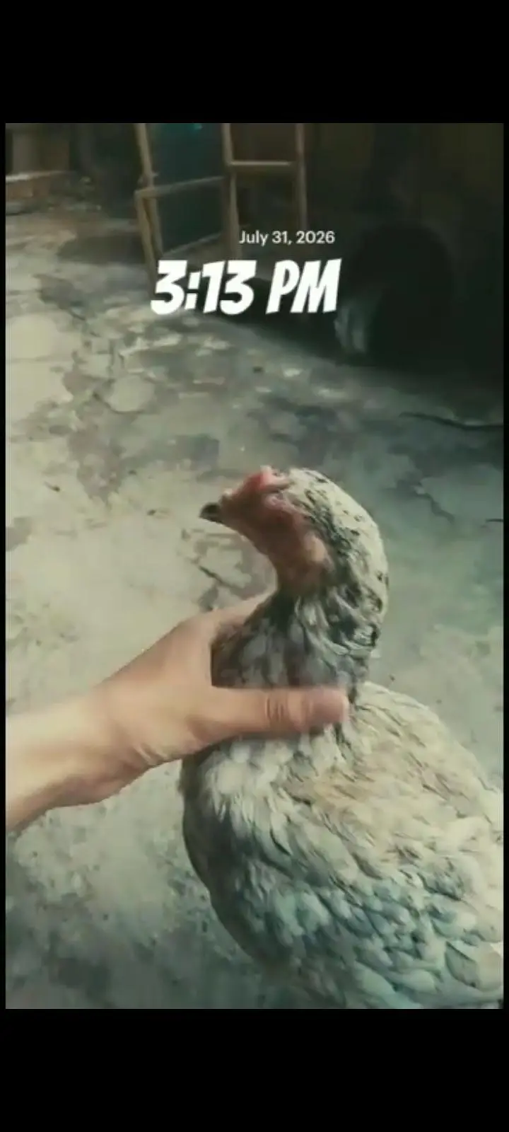 aseel chicks beautiful black — photo 8