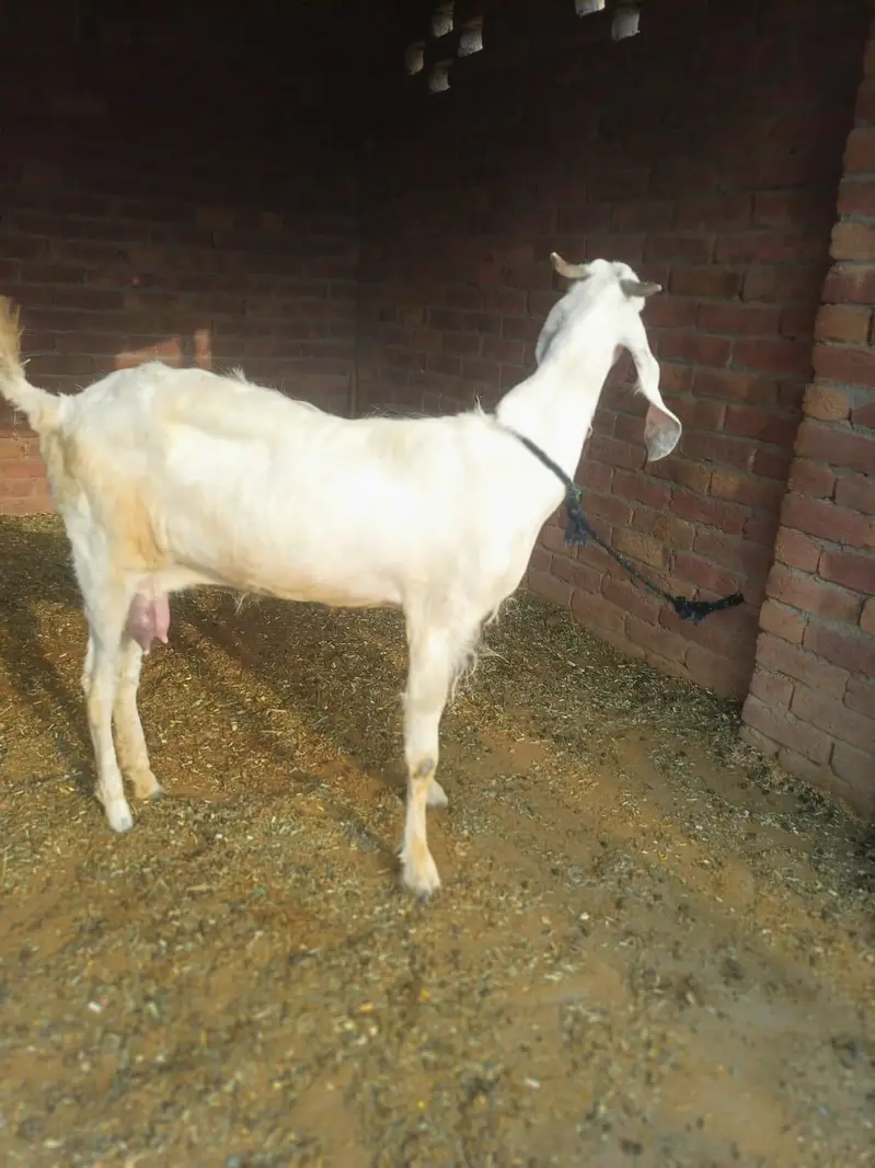 goat for sale — photo 2