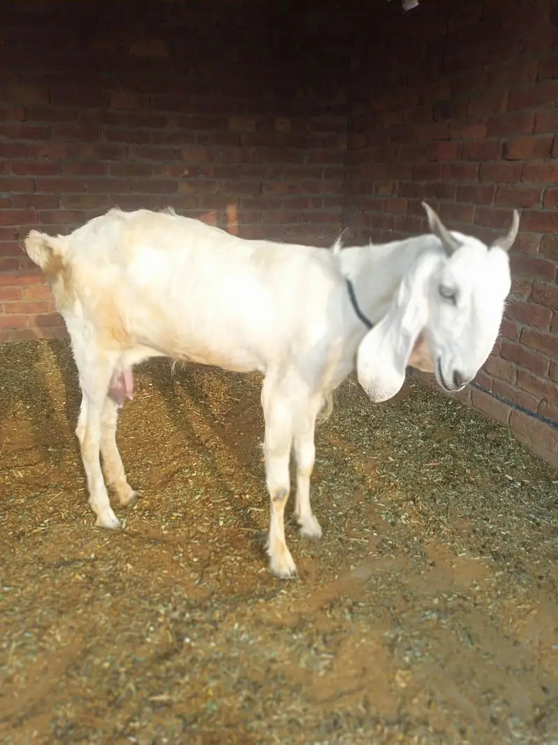 goat for sale — photo 4