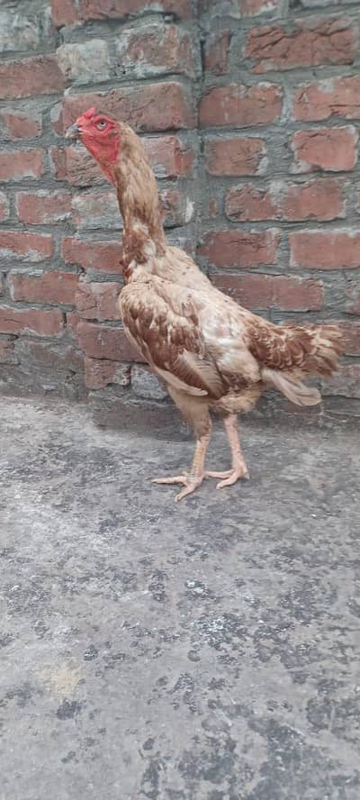 pure jarman shamo and other hens