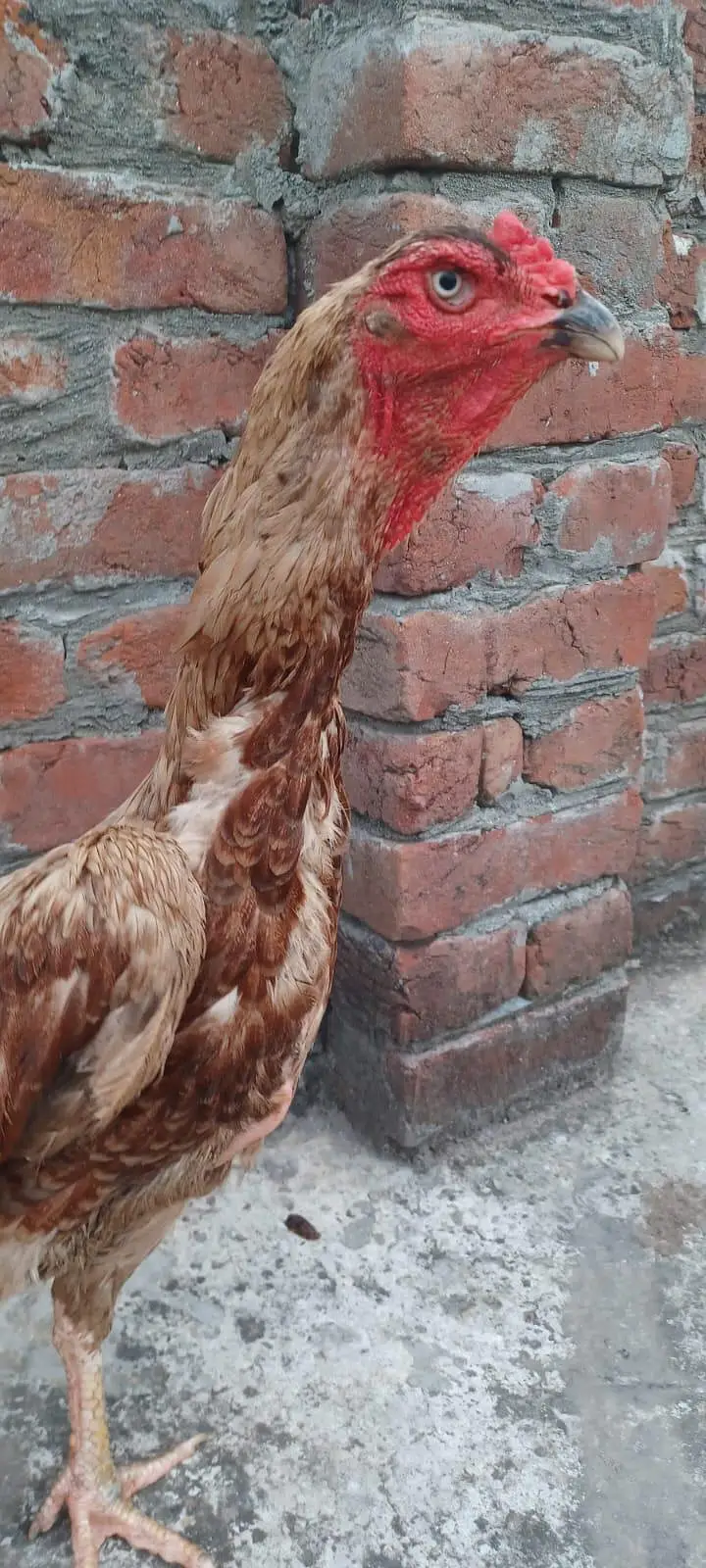 pure jarman shamo and other hens — photo 2
