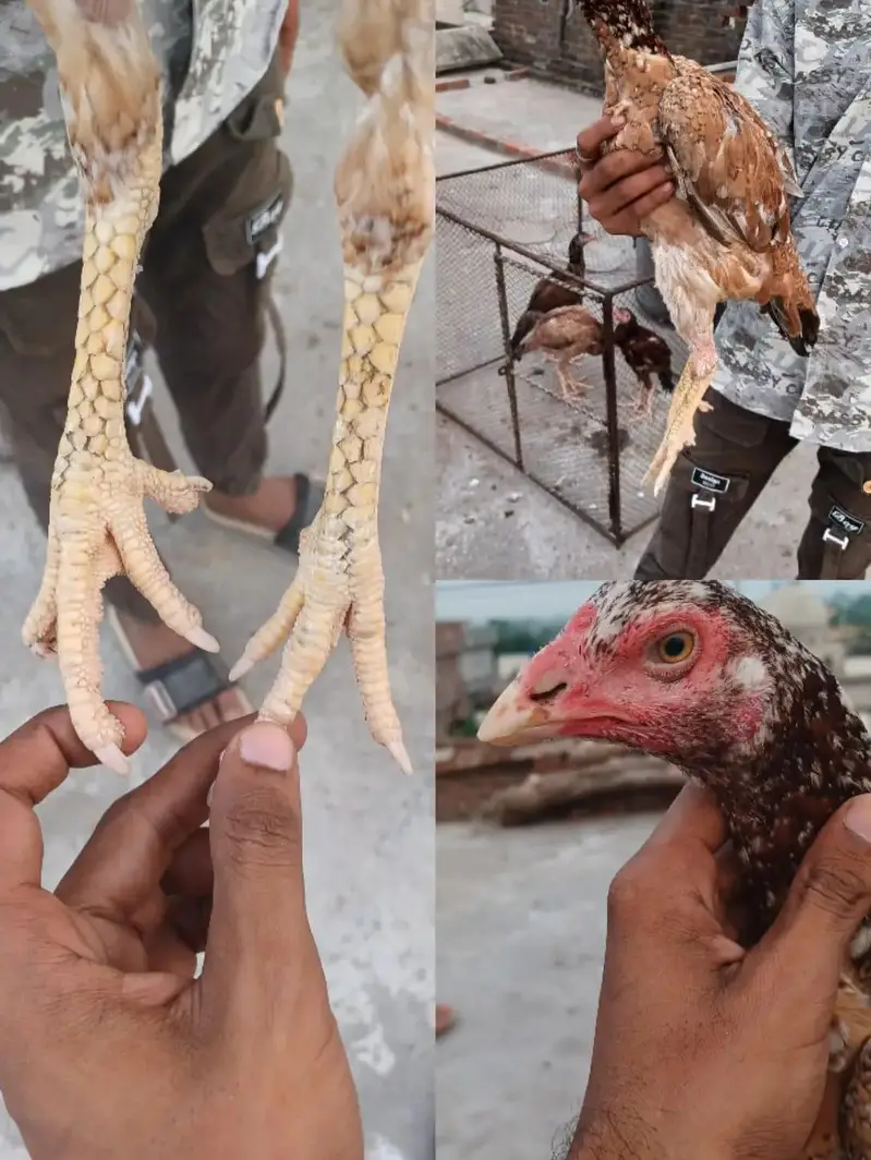 pure jarman shamo and other hens — photo 4