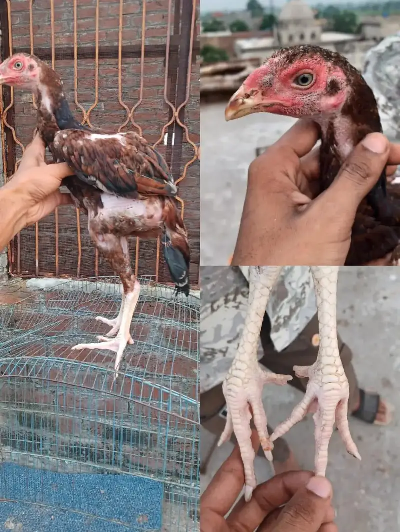 pure jarman shamo and other hens — photo 6