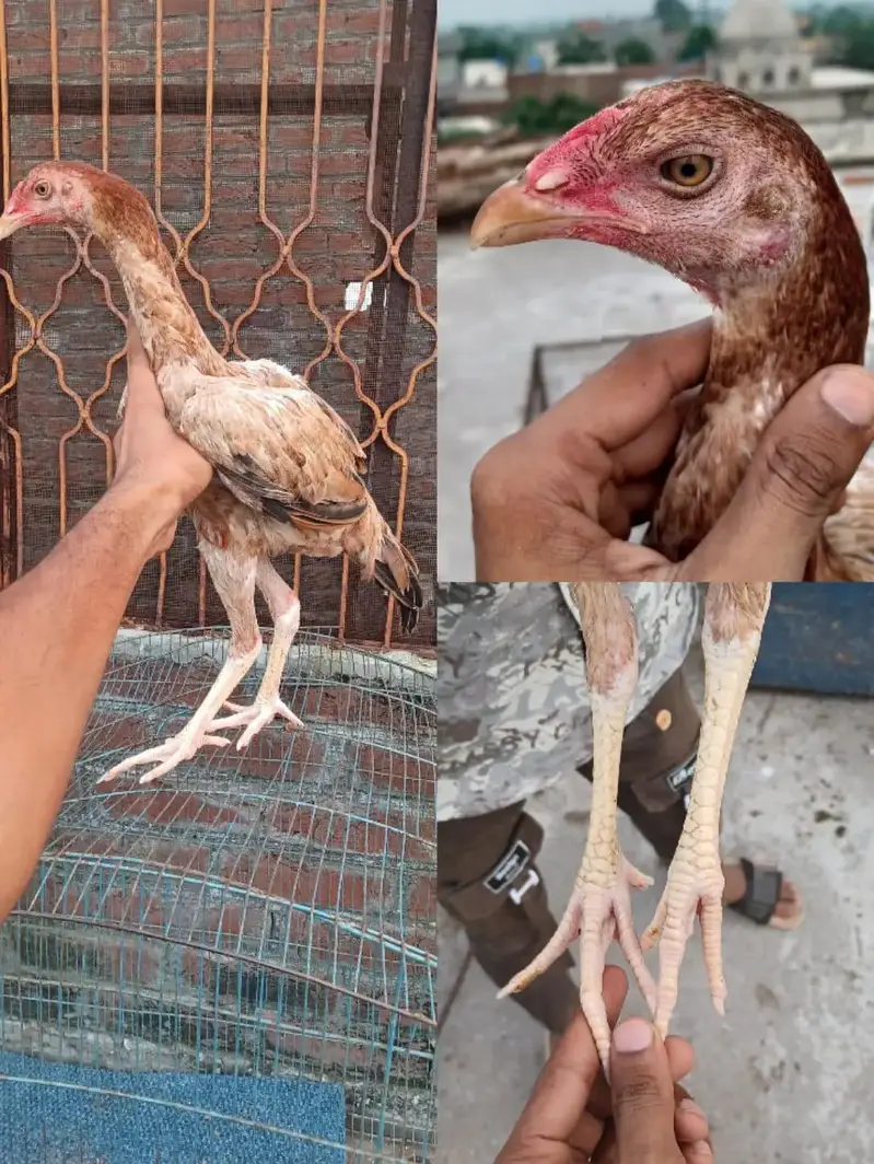 pure jarman shamo and other hens — photo 7