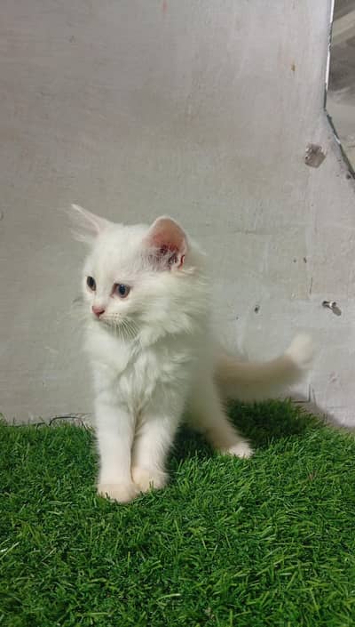 persian cat