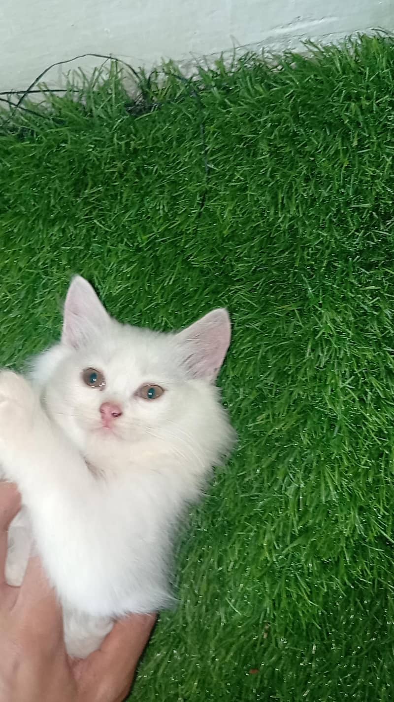 persian cat 1