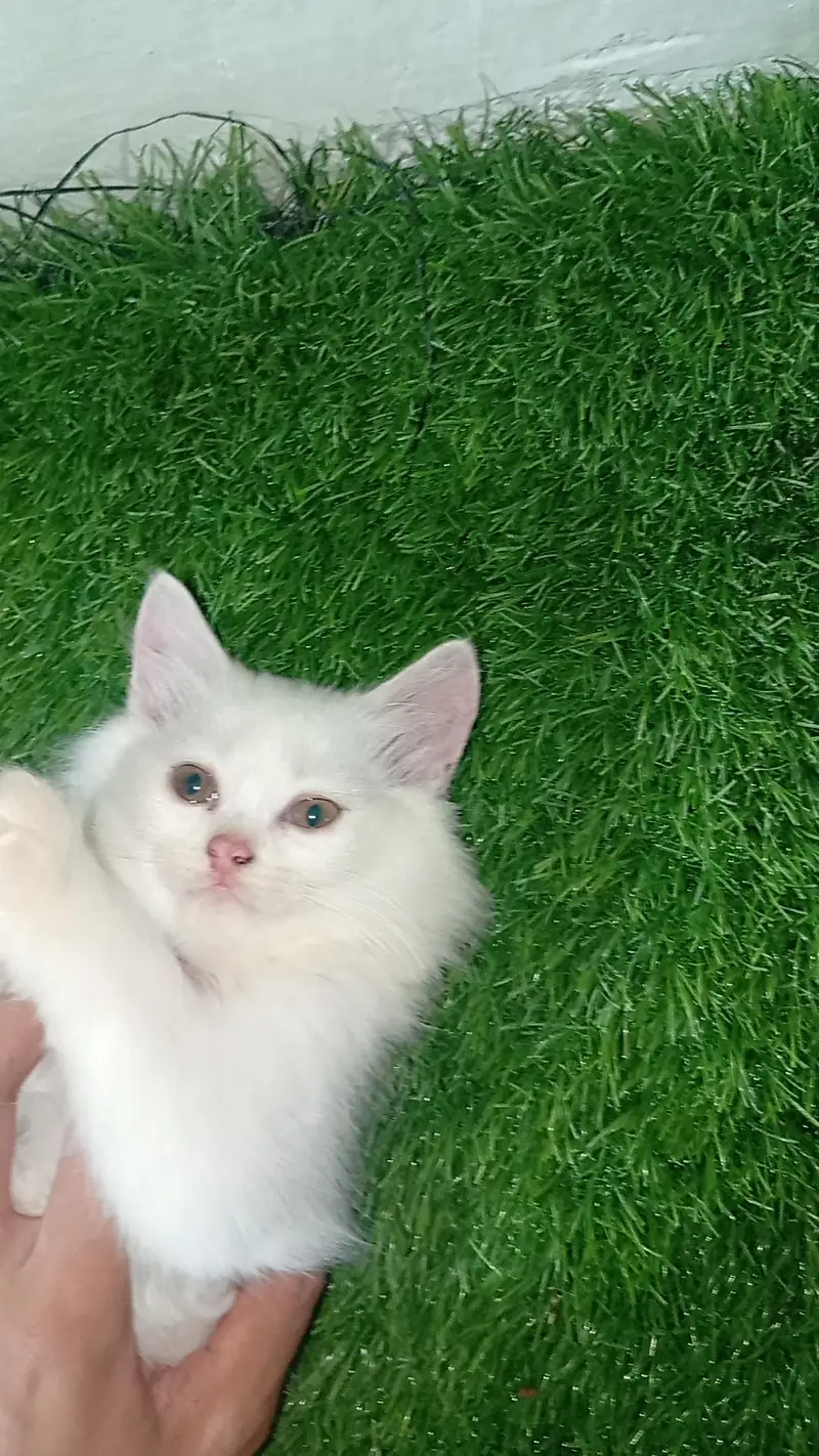 persian cat — photo 2