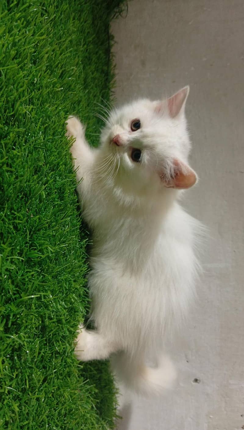 persian cat 2