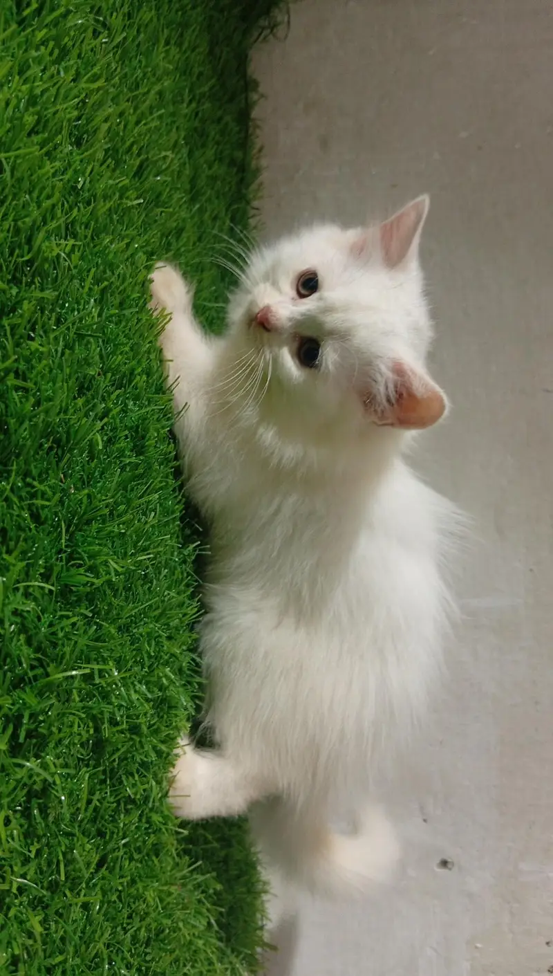 persian cat — photo 3