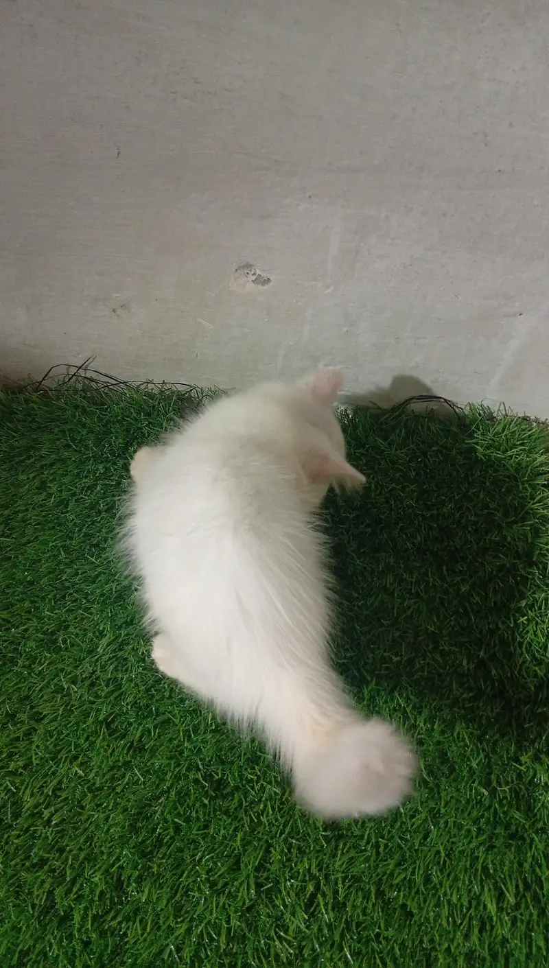 persian cat — photo 4