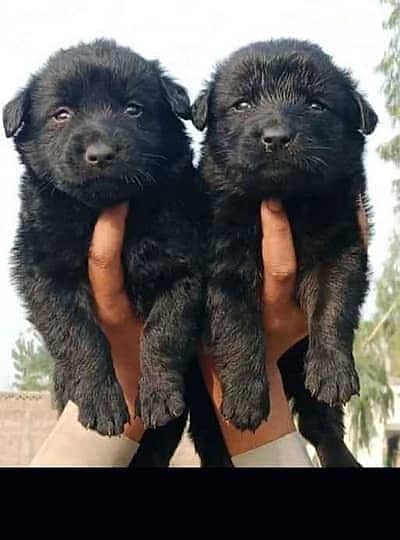 Black German Shepherd pair / long coat puppies / gsd dog