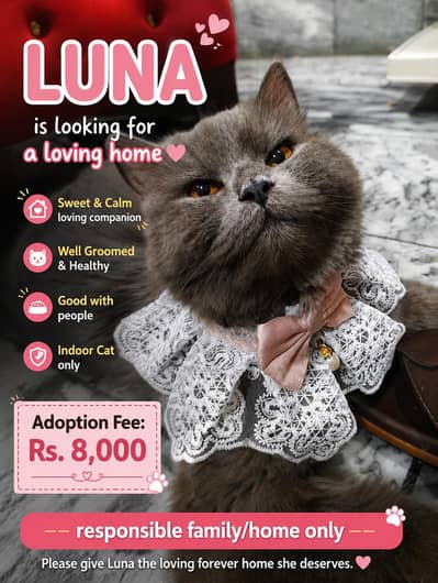Cat for Responsible Adoption – Family Home Only”