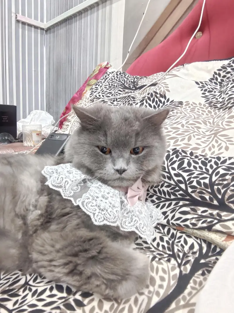 Cat for Responsible Adoption – Family Home Only” — photo 2