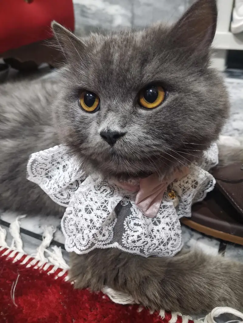 Cat for Responsible Adoption – Family Home Only” — photo 3