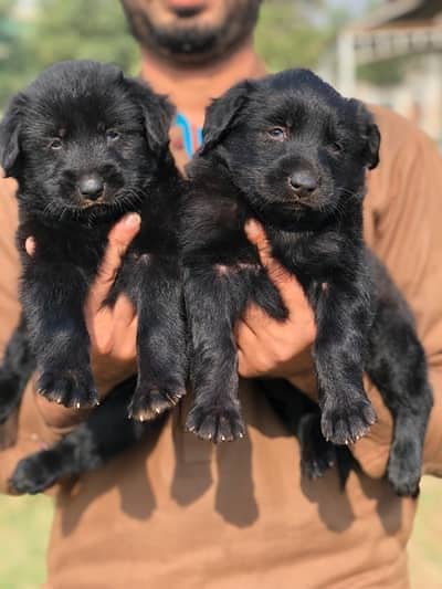Black German Shepherd pair / long coat puppies / gsd dog