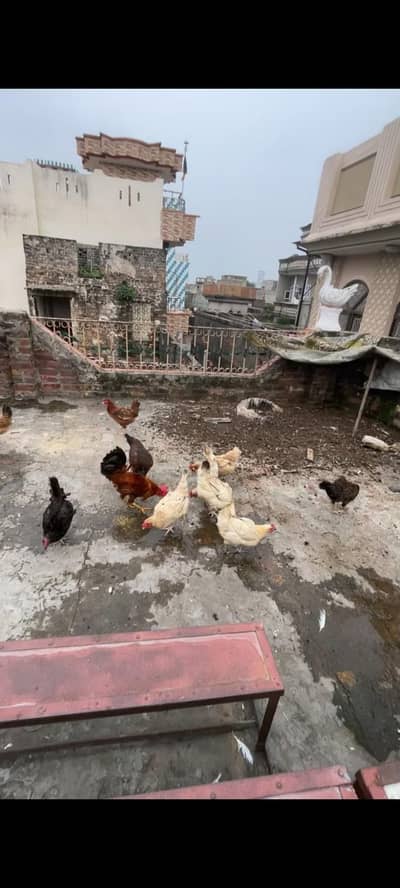 Golden misri hens eggs de rhi he cargo available wathapp03489168061
