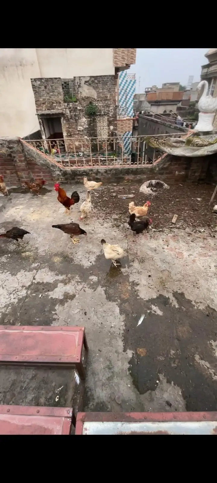 Golden misri hens eggs de rhi he cargo available wathapp03489168061 — photo 2