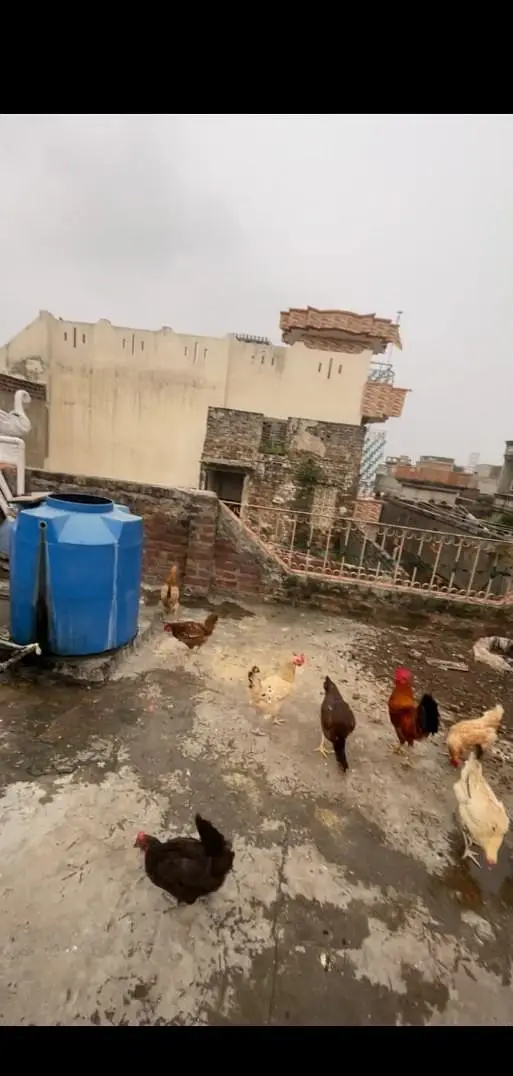 Golden misri hens eggs de rhi he cargo available wathapp03489168061 — photo 3