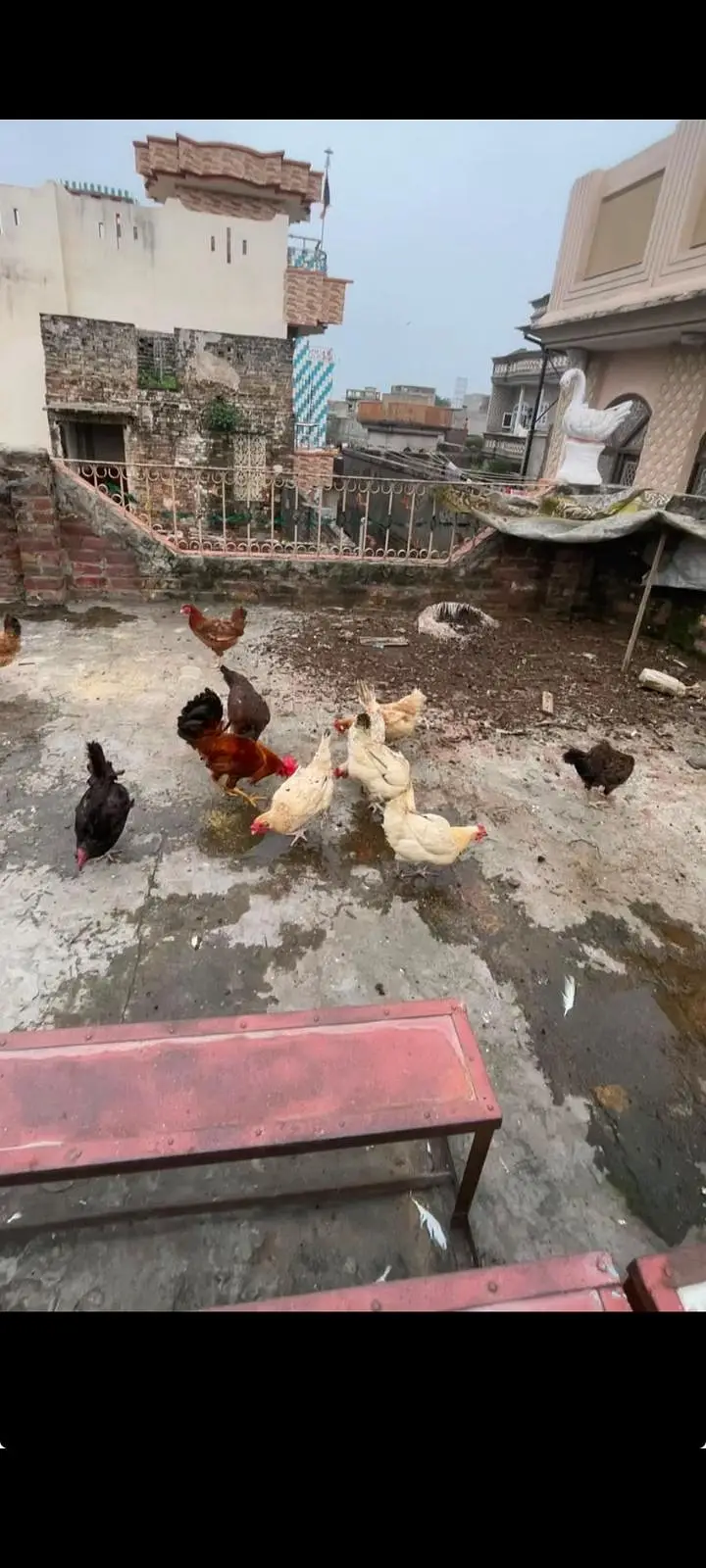 Golden misri hens eggs de rhi he cargo available wathapp03489168061 — photo 4