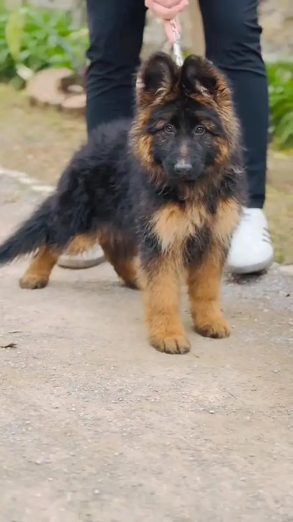 German- shepherd puppie argent for sale — photo 3