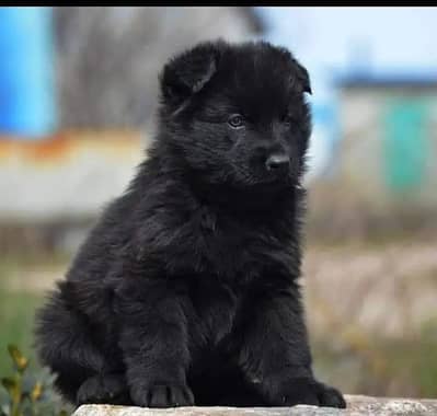 Black German Shepherd female dog for sale
