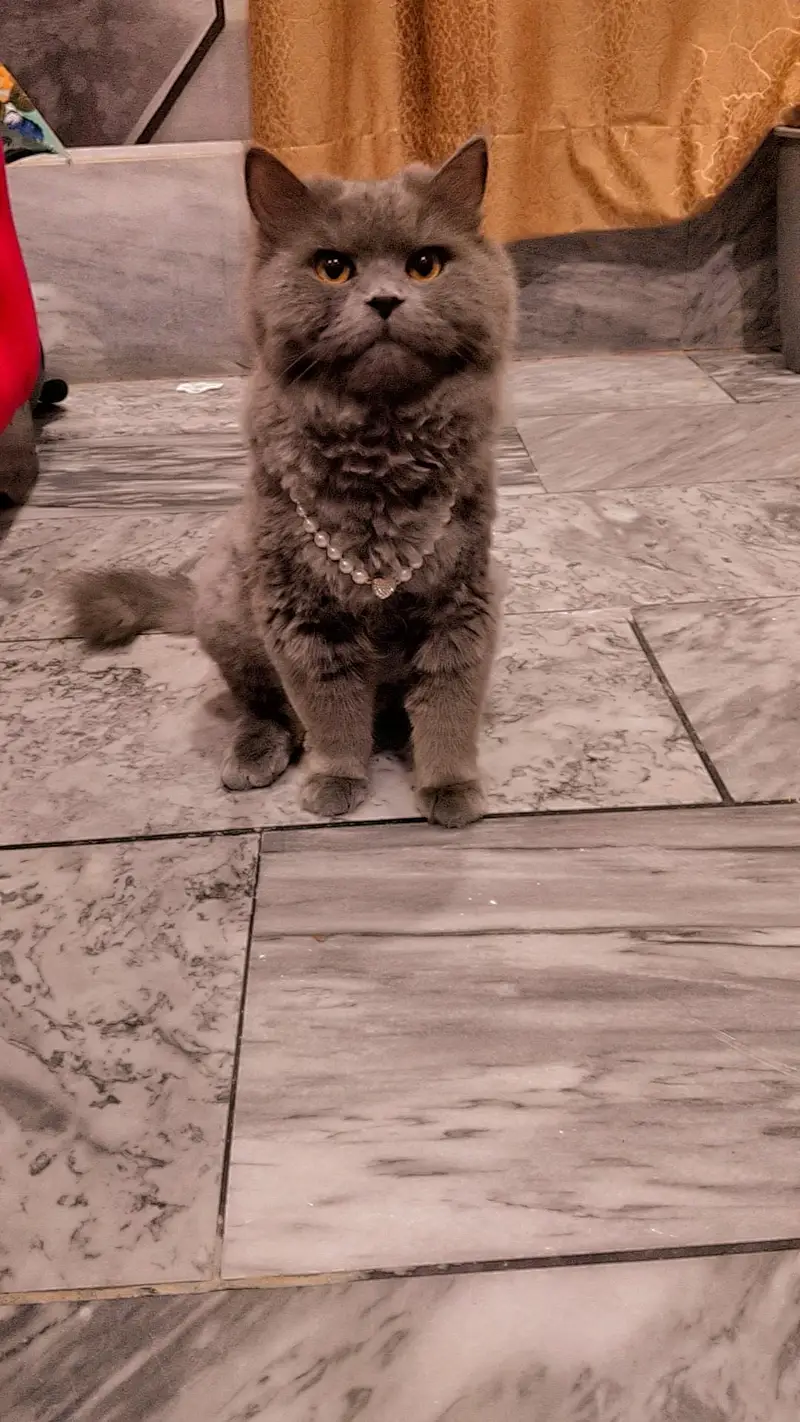 Cat for Responsible Adoption – Family Home Only” — photo 5