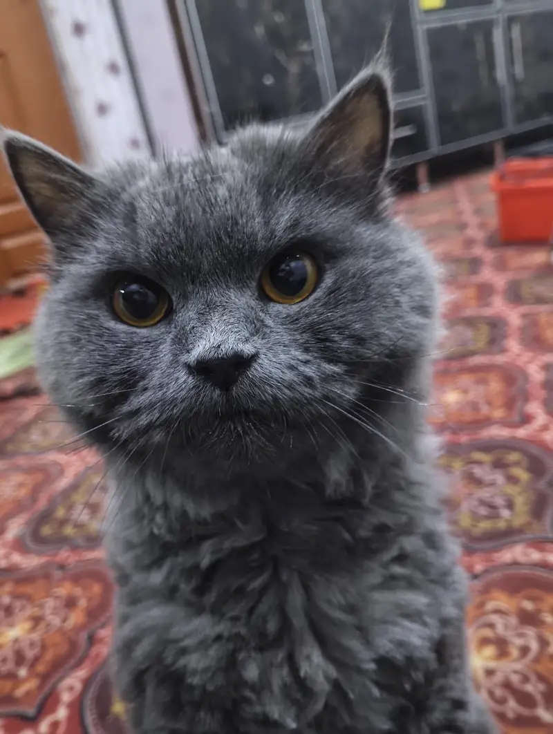 Cat for Responsible Adoption – Family Home Only” — photo 6
