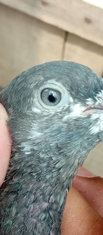 Ferozpuri Male For Sale