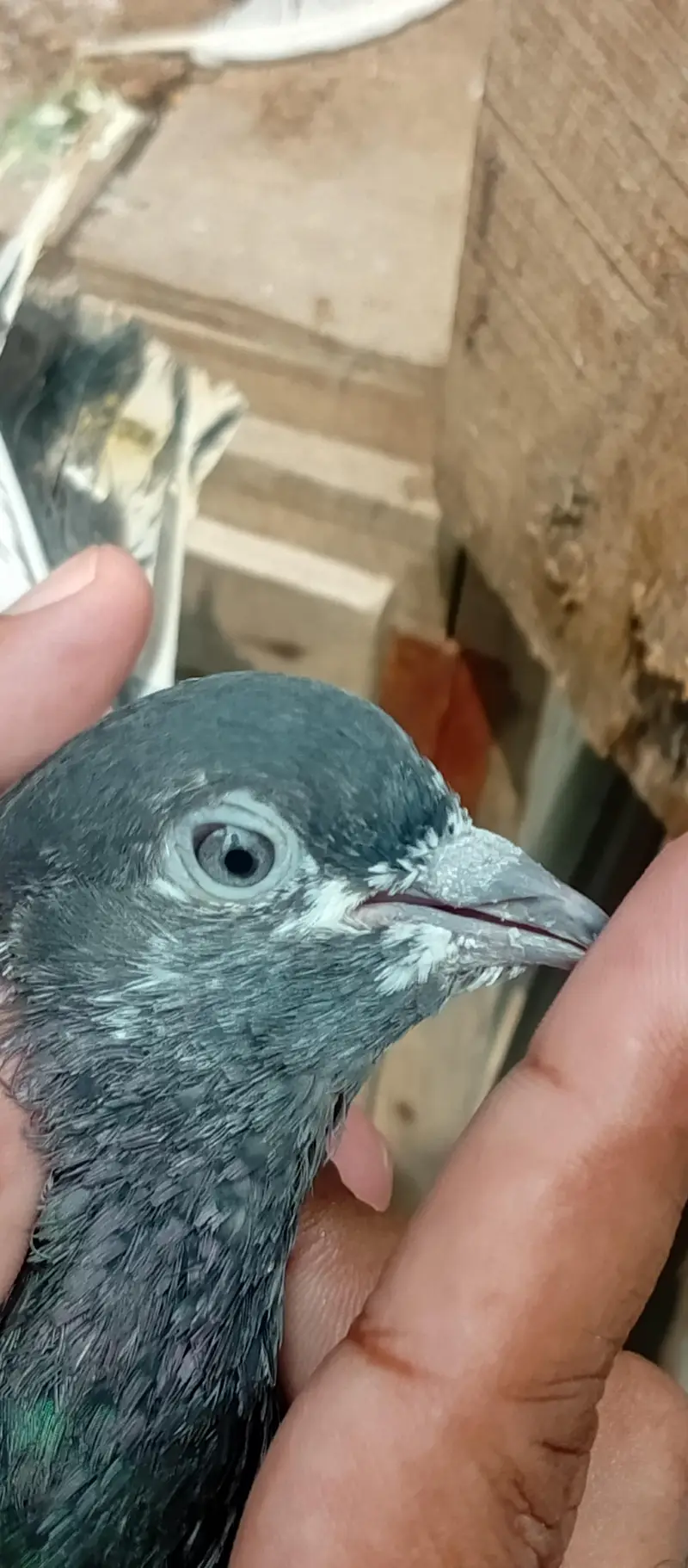 Ferozpuri Male For Sale — photo 2