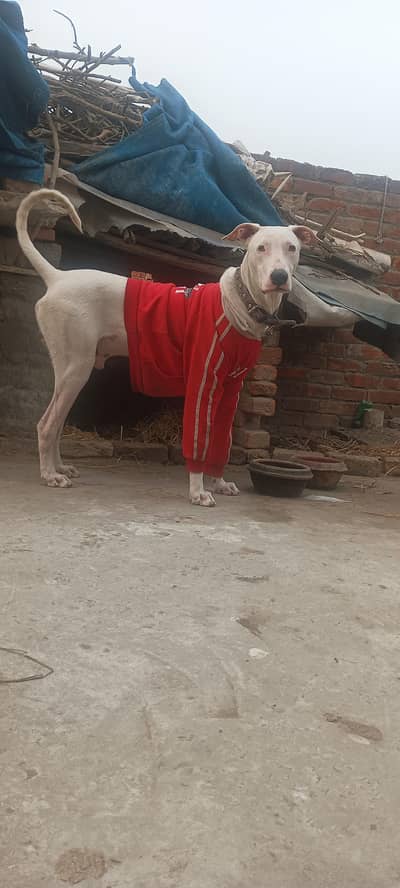 bully dog age 11 month and home breed
