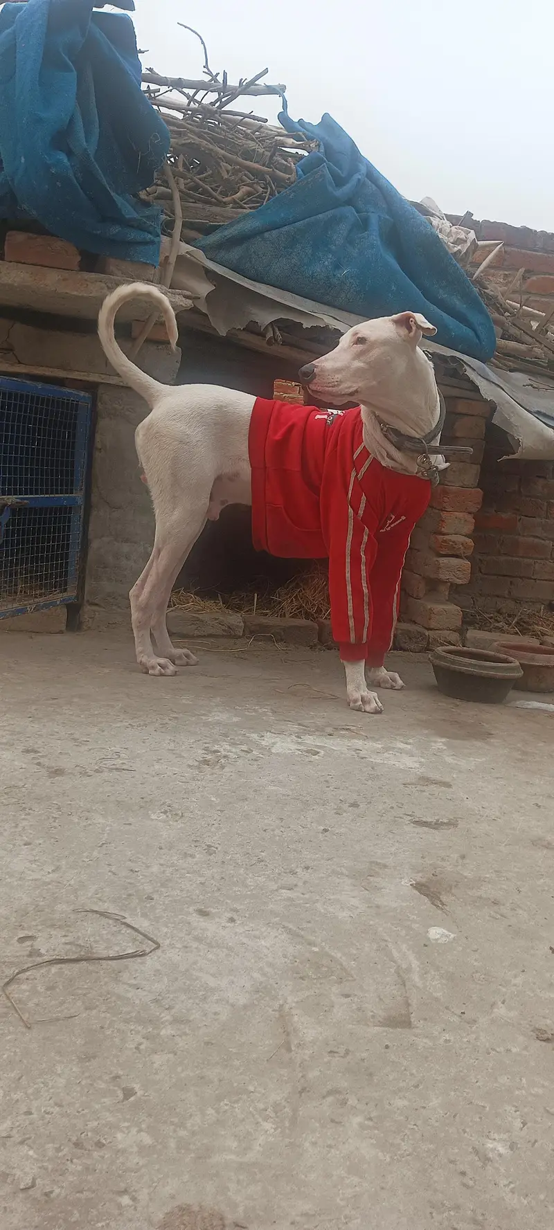 bully dog age 11 month and home breed — photo 2
