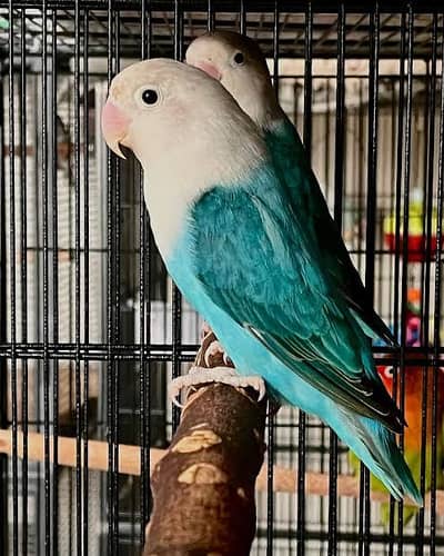 love birds contact Whatsapp 03702577203
