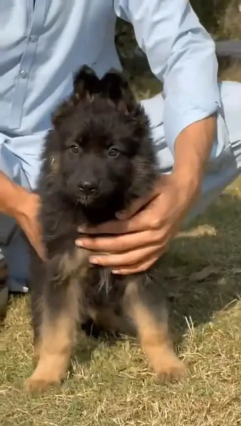 German- shepherd puppie argent for sale — photo 2