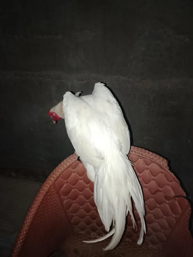 heera — photo 2