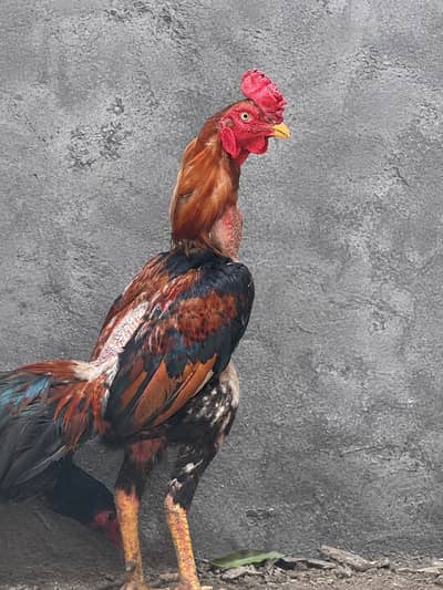 Burmi Aseel Breeder  – Strong & Healthy