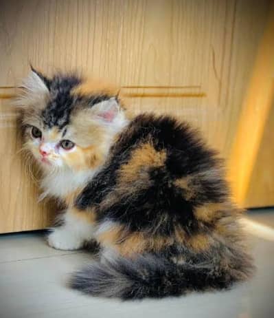 heavy coated Persian kittens