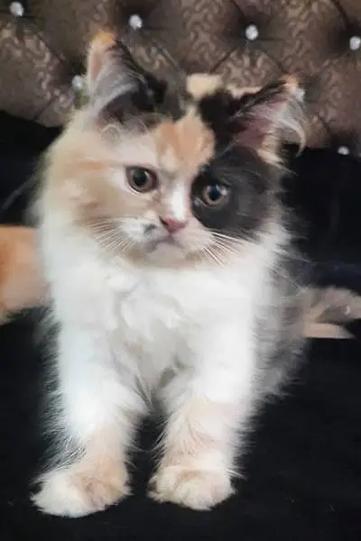 heavy coated Persian kittens — photo 2