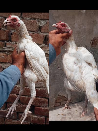 paper white breeder Madi aseel pure aseel