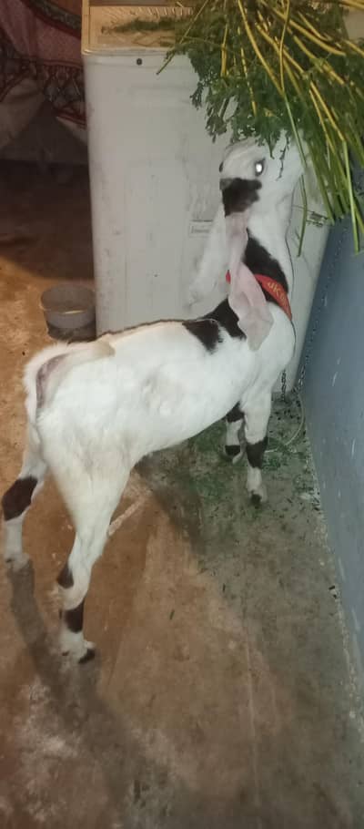 Bakra 5month age