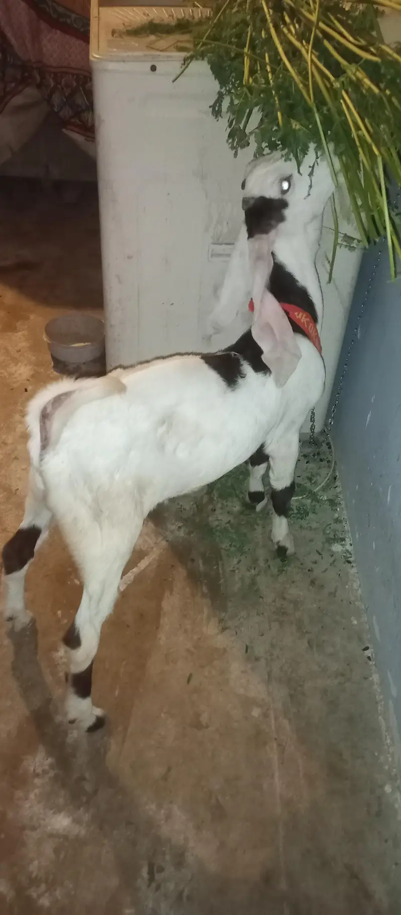 Bakra 5month age