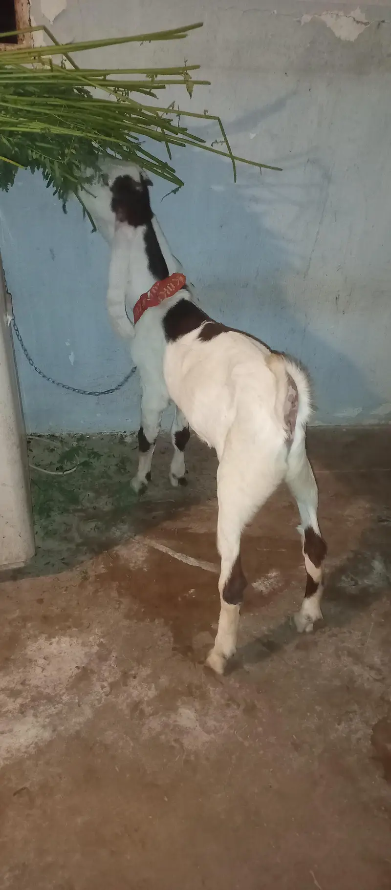 Bakra 5month age — photo 2