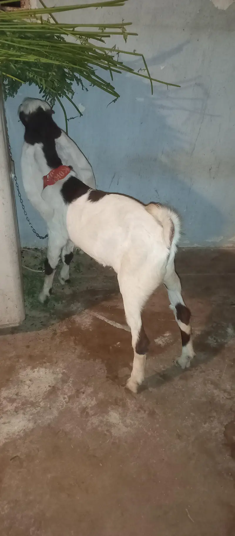 Bakra 5month age — photo 3