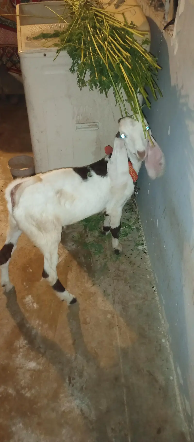 Bakra 5month age — photo 4
