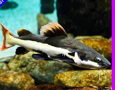 catfish