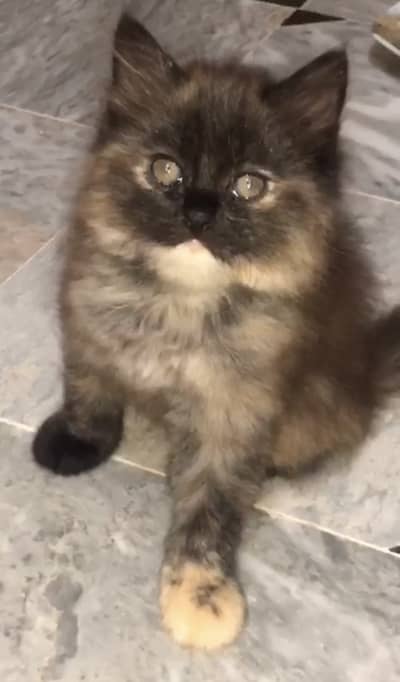 persian cat for sale