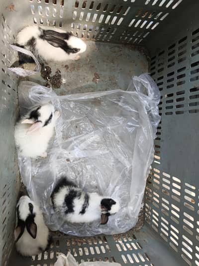 rabbits baby for sale