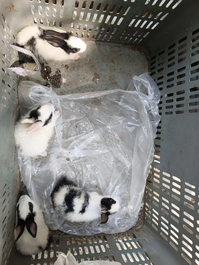 rabbits baby for sale